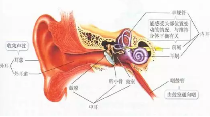 新生儿耳廓畸形怎么办